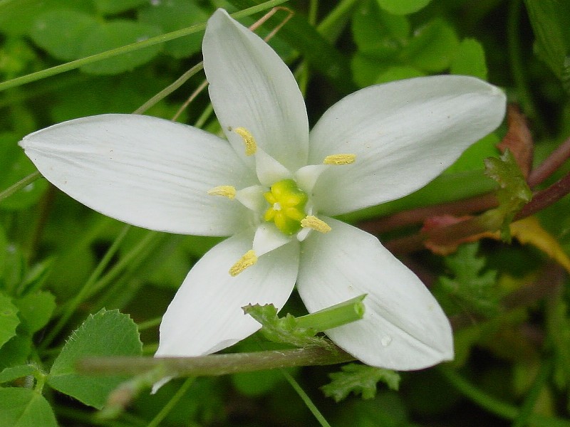 Ornithogalum umbellatum / Latte di Gallina